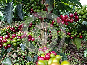 Closeup of a Coffea plant in a garden in a daylight