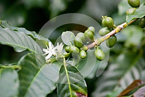 Closeup of coffee branch with flowers blossoming and green cherries