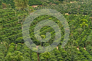 Closeup of coffee tree field in Alajuela Province, Costa Rica