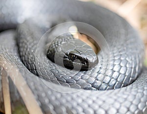 Closeup of a coiled black snake