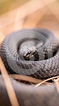 Closeup of a coiled black snake