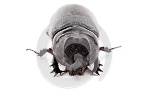 Closeup Coleoptera beetles insect on white background