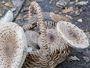 Closeup of collected edible parasol mushrooms or macrolepiota procera outdoors in basket, Berlin, Germany