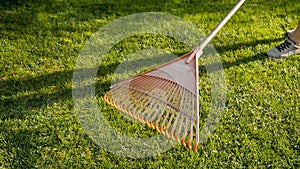 Closeup of collecting fallen tree leaves with rakes at backyard garden. Concept of houseworking, gardening and suburban life