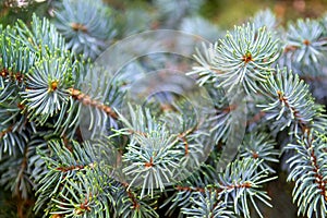 Closeup of colorado blue spruce tree