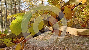 Closeup of colored chestnut leaves at fall