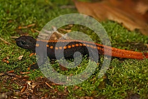 Closeup on a colorful adul endangered Chinese Tiannan Crocodile, Tylototrition yangi photo