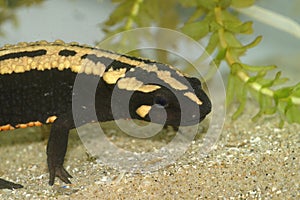 Closeup on an colorful adult of the endagered Laos warty newt, Paramesotriton laoensis