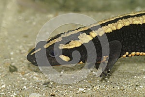 Closeup on an colorful adult of the endangered Laos warty newt, Paramesotriton laoensis