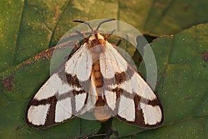 Closeup on a colorful African moth, Anaphe infracta of which the caterpillars are consumable