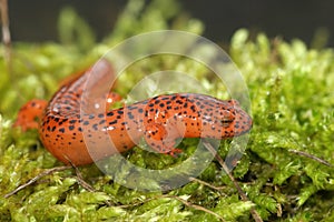 Closeup on the colorful , attractive Blue Ridge Red Salamander,  Pseudotriton ruber