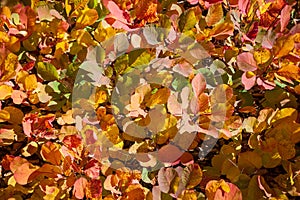 Closeup of colorful autumn leaves covering the ground