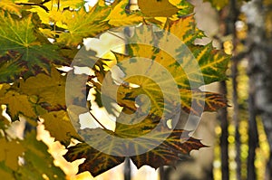 Closeup of colorful autumn maple leaves