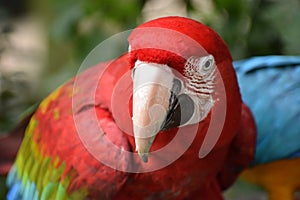 Closeup of a colorful beautiful red Green Winged Macaw in South Africa