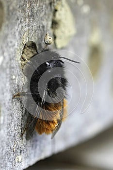 Closeup on a colorful black and red hairy, fluffy, European horned mason bee, Osmia cornuta