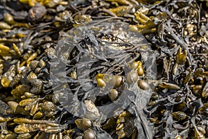 Closeup of colorful Bladder Wrack Fucus vesiculosus