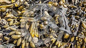 Closeup of colorful Bladder Wrack Fucus vesiculosus photo