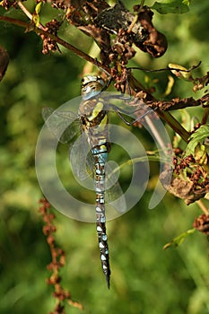 Closeup on a colorful blue Migrant Hawker dragonfly Aeshna mixta , hanging in the vegetation