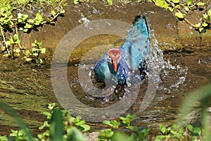 Closeup on a colorful blue western swamphen, Porphyrio porphyrio, bathing in the water