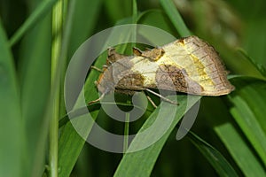 Closeup on the colorful burnished brass owlet moth, Diachrysia chrysitis sitting in the vegetation