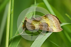 Closeup on the colorful burnished brass owlet moth, Diachrysia chrysitis sitting in the vegetation