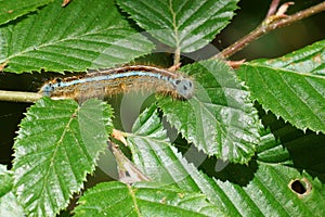 Closeup on the colorful caterpillar of the Lackey owlet moth, Malacosoma neustria