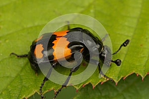 Closeup on a colorful common burying or sexton beetle , Nicrophorus vespilloides on a green leaf photo