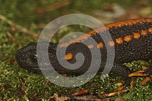 Closeup on a colorful but endangered adult Tiannan Crocodile Newt, Tylototriton yangi sitting on the ground