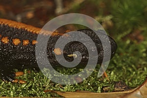 Closeup on a colorful but endangered adult Tiannan Crocodile Newt, Tylototriton yangi sitting on the ground