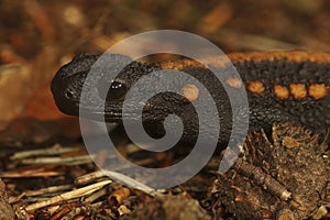 Closeup on a colorful but endangered adult Tiannan Crocodile Newt, Tylototriton yangi sitting on the ground photo