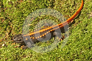 Closeup on a colorful , endangered Tiannan crocodile new, Tylototriton yangi photo