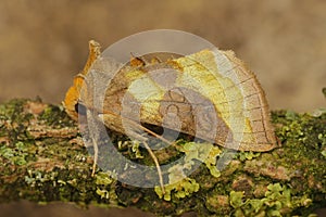 Closeup on a colorful European burnished brass moth, Diachrysia chrysitis sitting on wood