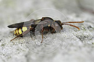Closeup on a colorful flavous nomad bee, Nomada flava resting on a piece of wood photo