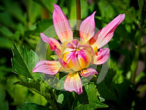 Closeup of a colorful flower bud of a pink yellow double blooming Dahlia flower