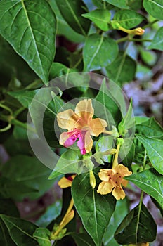 Colorful four-o-clock flowers, hendirikka flowers or mirabilis jalapa flowers in the garden. Beautiful marvel of peru flowers photo