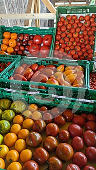 Closeup of colorful fruits lined up in green boxes