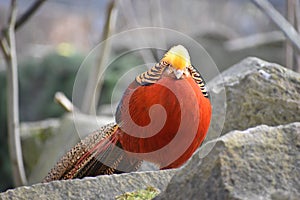 Closeup of a colorful golden pheasant sitting on a stone in a park in Kassel, Germany