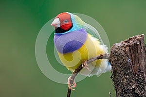 Closeup of a colorful Gouldian finch (Chloebia gouldiae) standing on the narrow branch