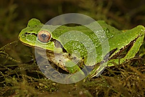 Closeup on a colorful green Pacific treefrog, Pseudacris regilla , on moss