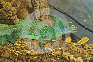 Closeup on a colorful green Plumed basilisk, Basiliscus plumifrons sitting on a branch