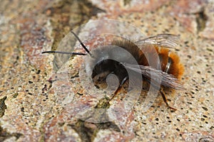 Closeup on a colorful hairy horned mason bee, Osmia cornuta, sitting on wood