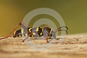 Closeup on a colorful harmless wasp-mimicking longhorn beetle, Clytus arietis