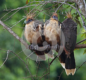 Closeup of colorful Hoatzin Opisthocomus hoazin birds sitting together on branch, Bolivia photo