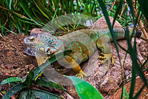 Closeup of a colorful iguana in different colors sitting on a rock, popular tropical reptile pet from America