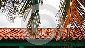 Closeup colorful image of palm tree hanging over spanish style roof