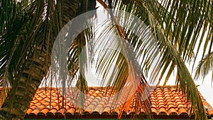 Detallado vistoso imagen de palmera un árbol colgante a través de espanol estilo techo 