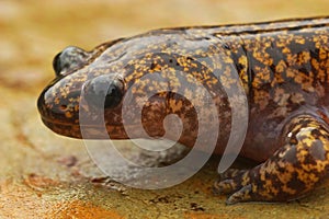 Closeup on a colorful Japanese Hida streamside salamander, Hynobius kimurae