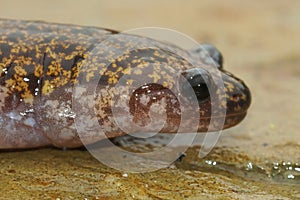 Closeup on a colorful Japanese Hida streamside salamander, Hynobius kimurae