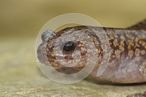 Closeup on a colorful Japanese Hida streamside salamander, Hynobius kimurae sitting on a stone