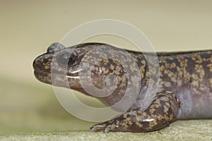 Closeup on a colorful Japanese Hida streamside salamander, Hynobius kimurae sitting on a stone